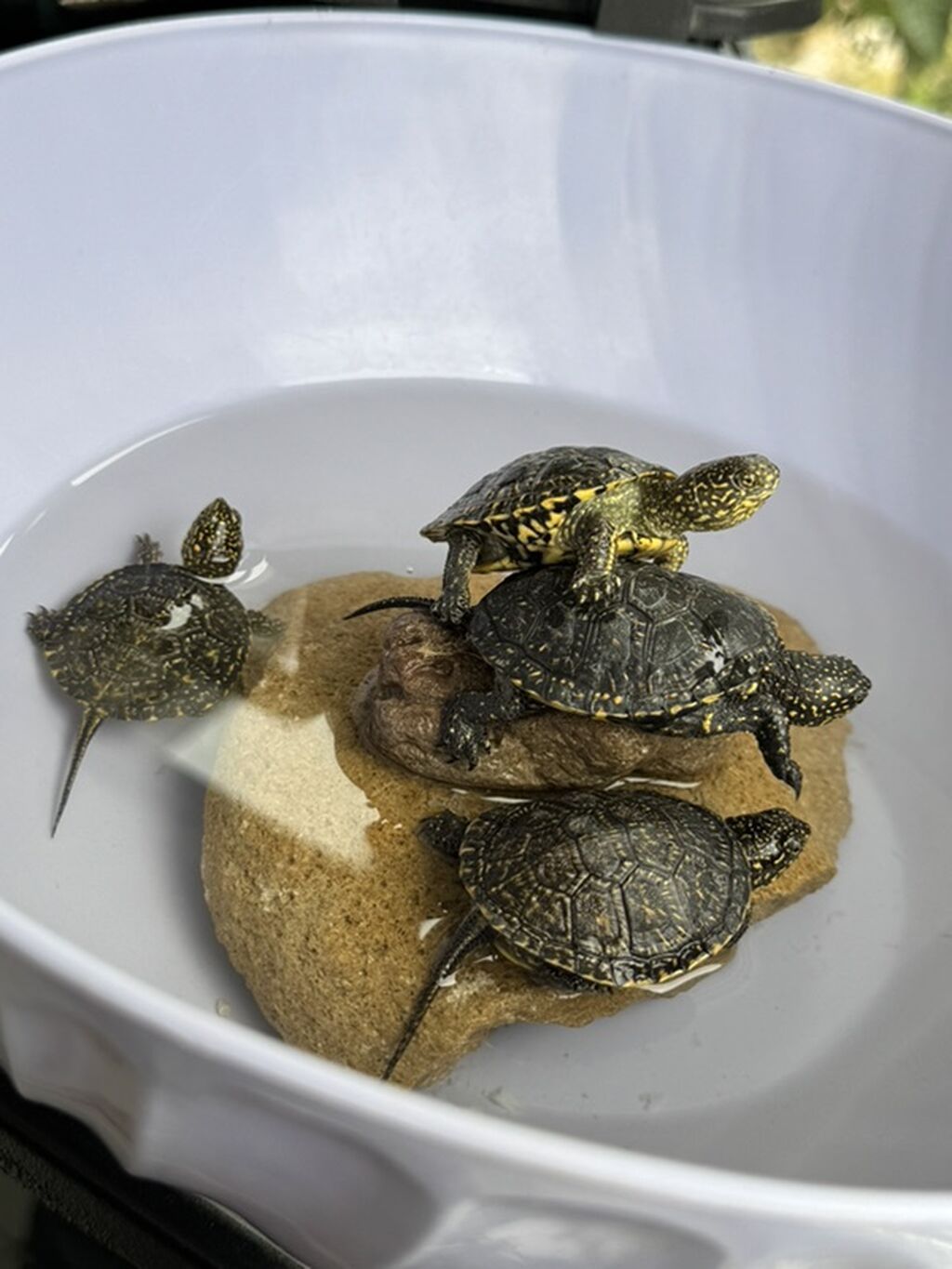 Su tısbağaları – xırda ölçülü, qara-qonur zireh üzərində sarı xallı — Akvariumlar və balıqlar, Bakı (4)