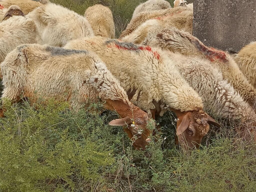 Salam tam saglam heyvanlardir 25 bas ana qoyundur isdeyen elaqe — Kənd təsərrüfatı heyvanları, Fatmayı (10)