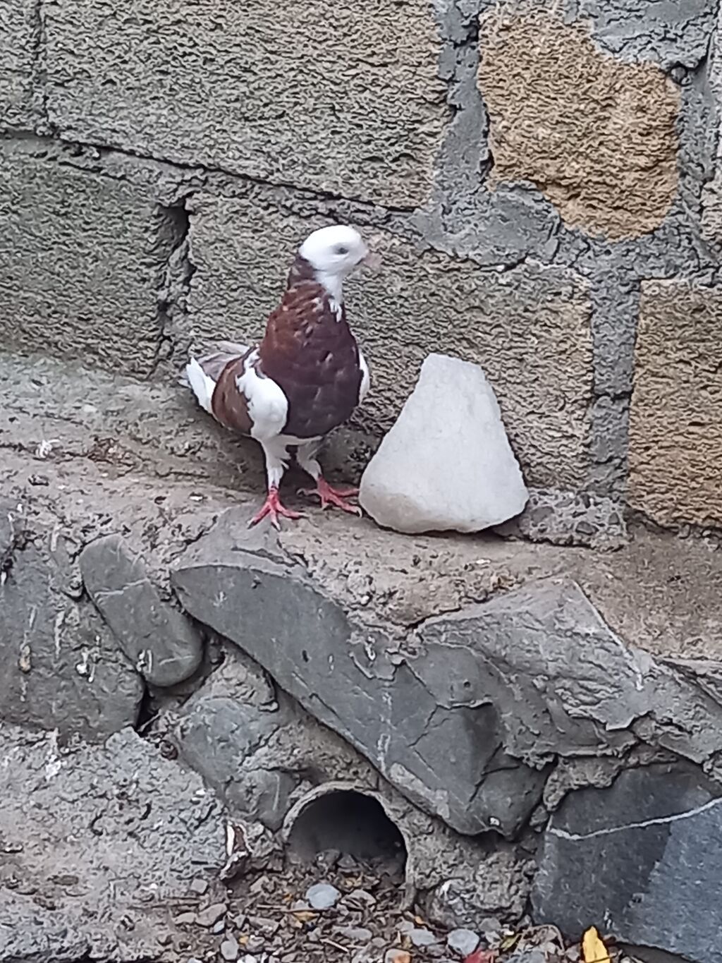 Cins: Bəzək/trik (uçan) göyərçin Rəng: qırmızı‑qəhvəyi və ağ qarışıq — Göyərçin, Şəki (3)