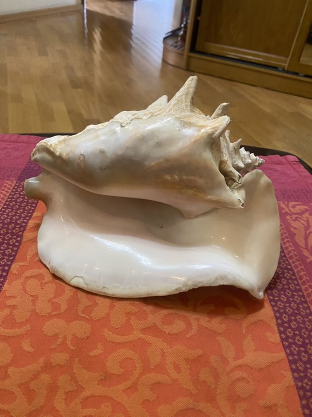 Dekorativ dəniz ilbizinin qabığı (konx) - Material: təbii dəniz — Digər, Bakı (2)
