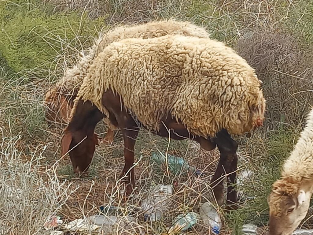 Salam tam saglam heyvanlardir 25 bas ana qoyundur isdeyen elaqe — Kənd təsərrüfatı heyvanları, Fatmayı