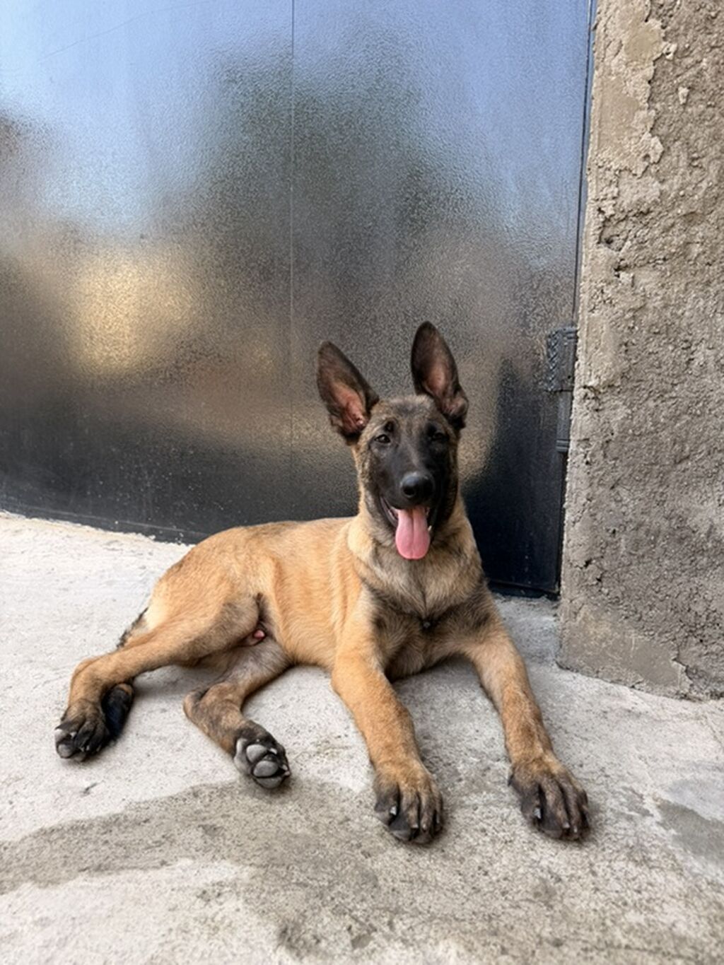 Belçika çoban iti, 4 ay, Erkək — Köpəklər, Qazax (4)