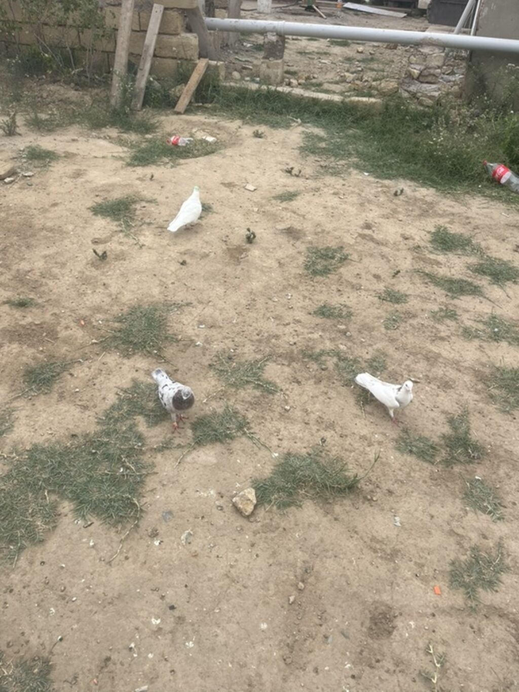3 denesj 12m — Göyərçin, Mehdiabad (4)
