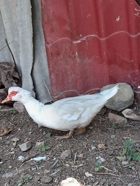 Dişi, Lal ördək, Damazlıq, Ünvandan götürmə — Gəncə