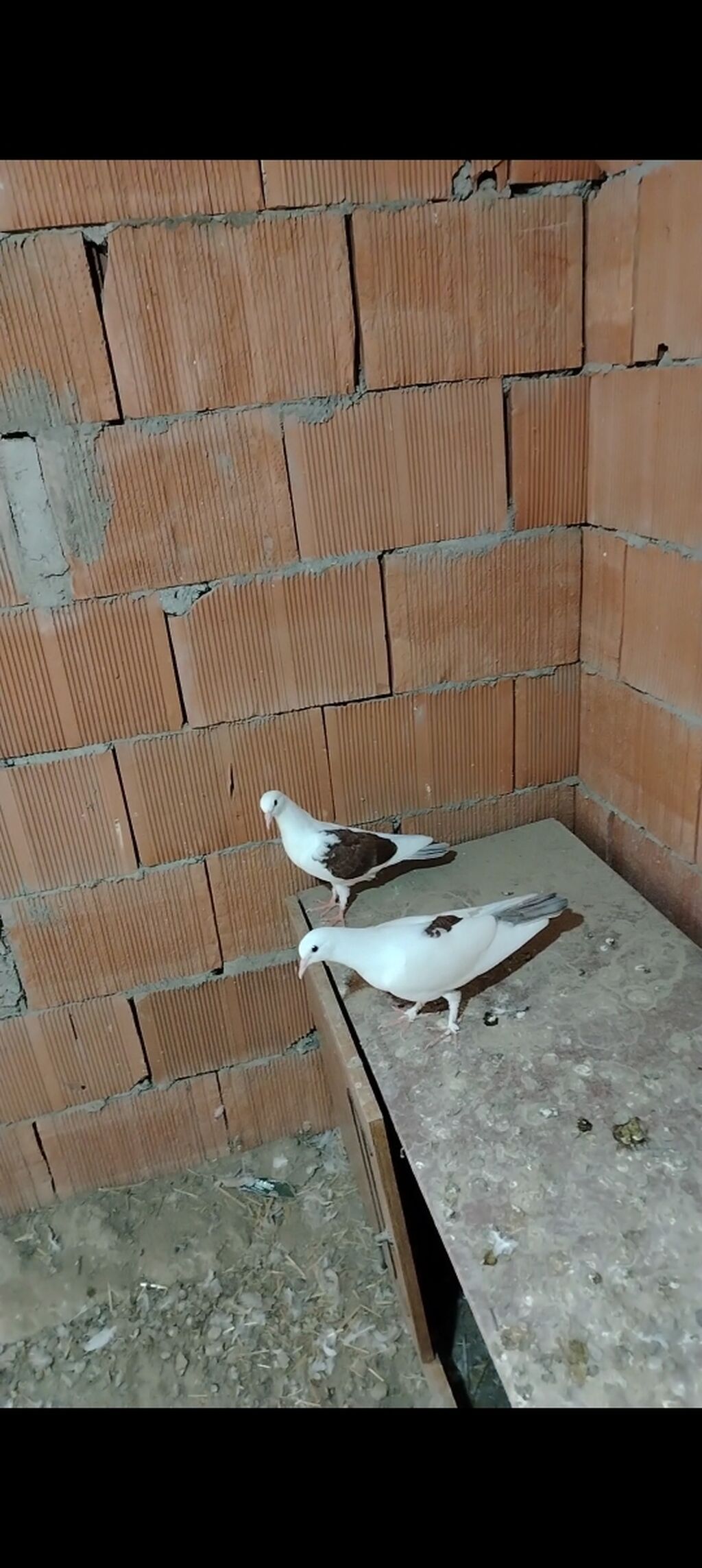Cut balalardi pula ehtiyac var diye satilir vap akt — Göyərçin, Novxanı