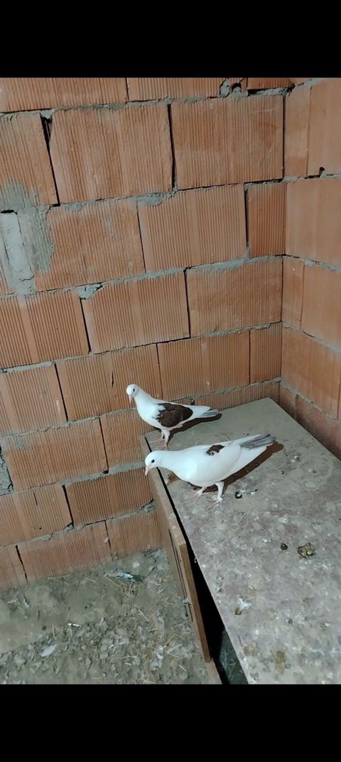 Cut balalardi pula ehtiyac var diye satilir vap akt — Novxanı