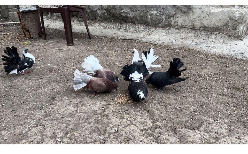 6 -30 — Göyərçin, Göytəpə (3)