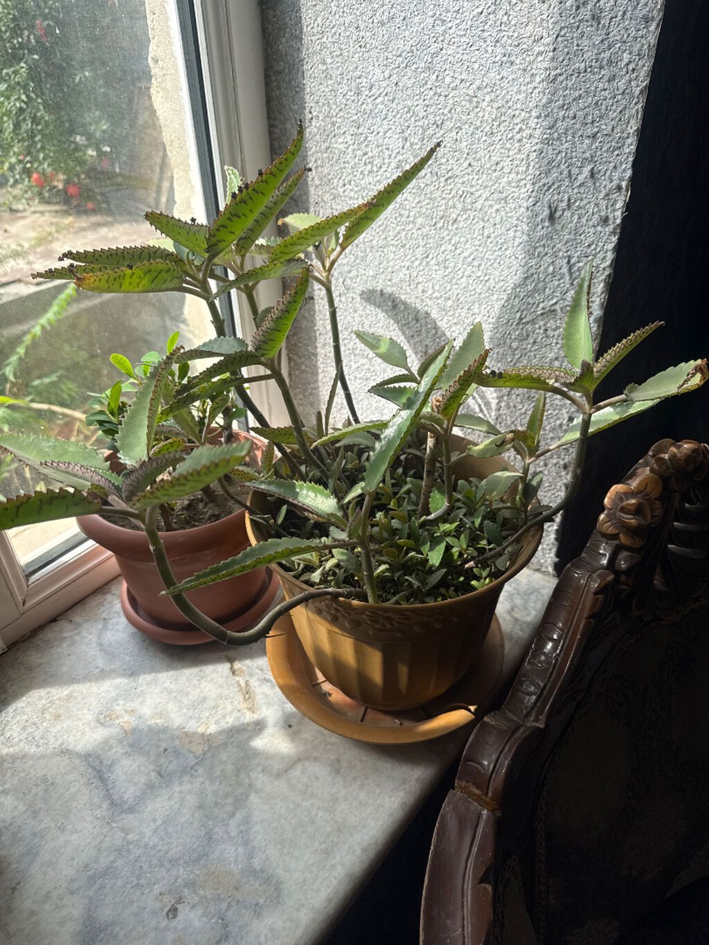 Kalanxoe (Bryophyllum daigremontianum – “uşaqlı kaktus”) – saksıda — Qapı bitkələri, Bakı (2)