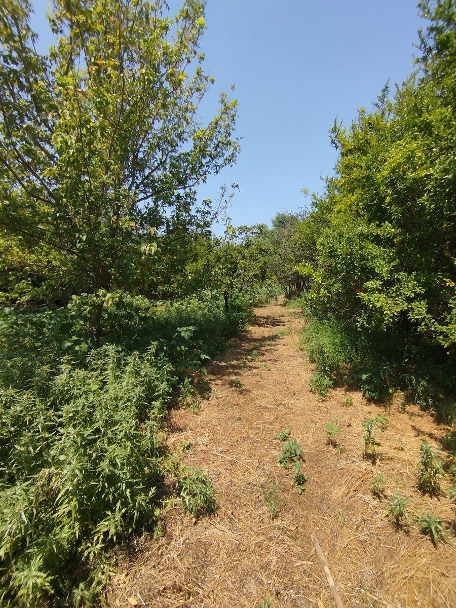 Satılır torpaq 20 sot — Torpaq, Bakı (2)