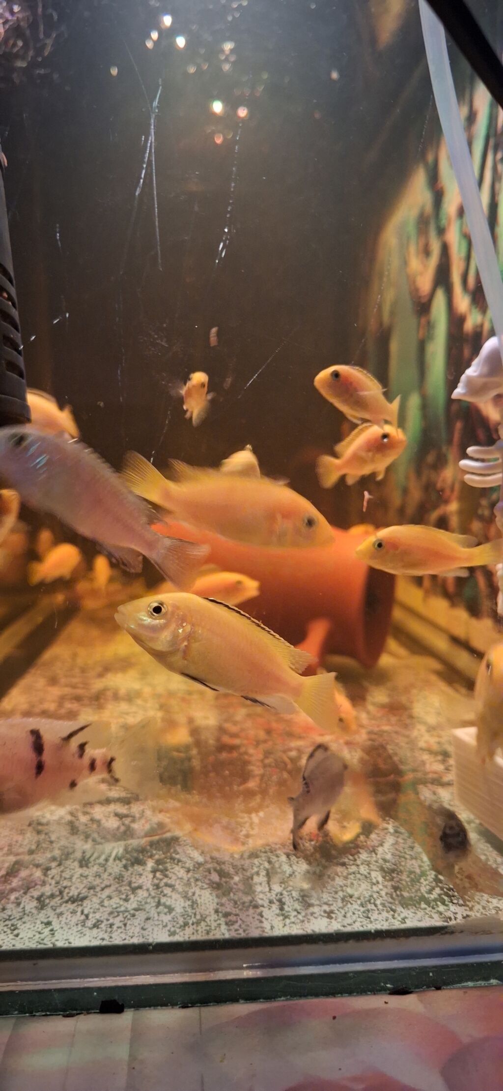 Dördbucaq akvarium, Balıqlarla birlikdə, 96 l, Ünvandan götürmə — Akvariumlar və balıqlar, Bakı (7)