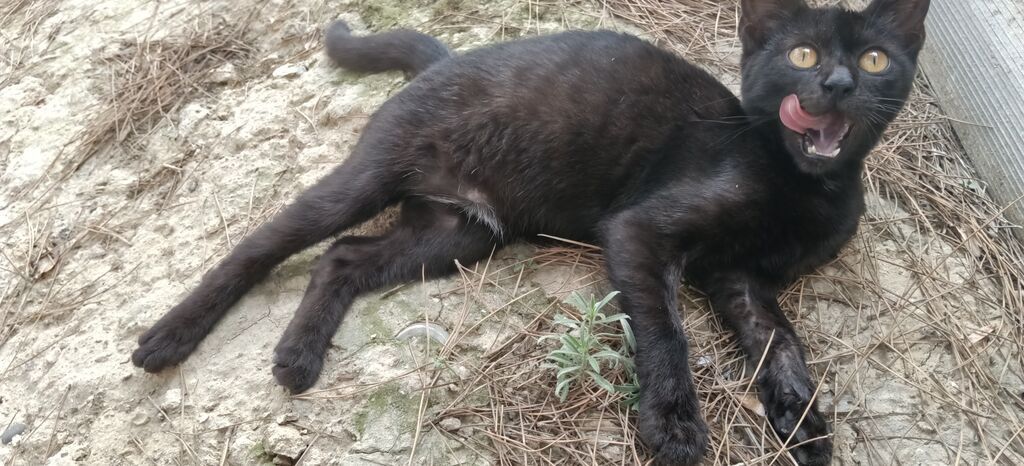 Van, Dişi, Yaxşı əllərə, Ünvandan götürmə — Pişiklər, Masazır (10)