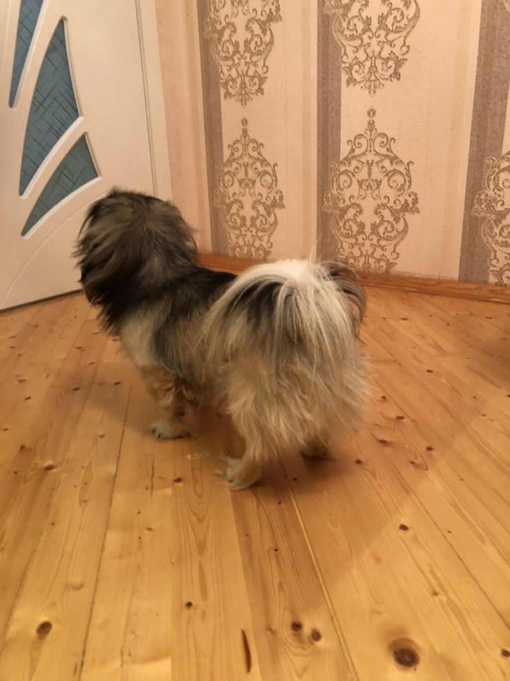 Pekines, 3 il, Erkək, Sənədli, Ünvandan götürmə — Köpəklər, Masazır (3)