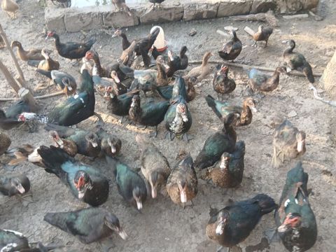 Erkək, Lal ördək, Damazlıq — Sabirabad
