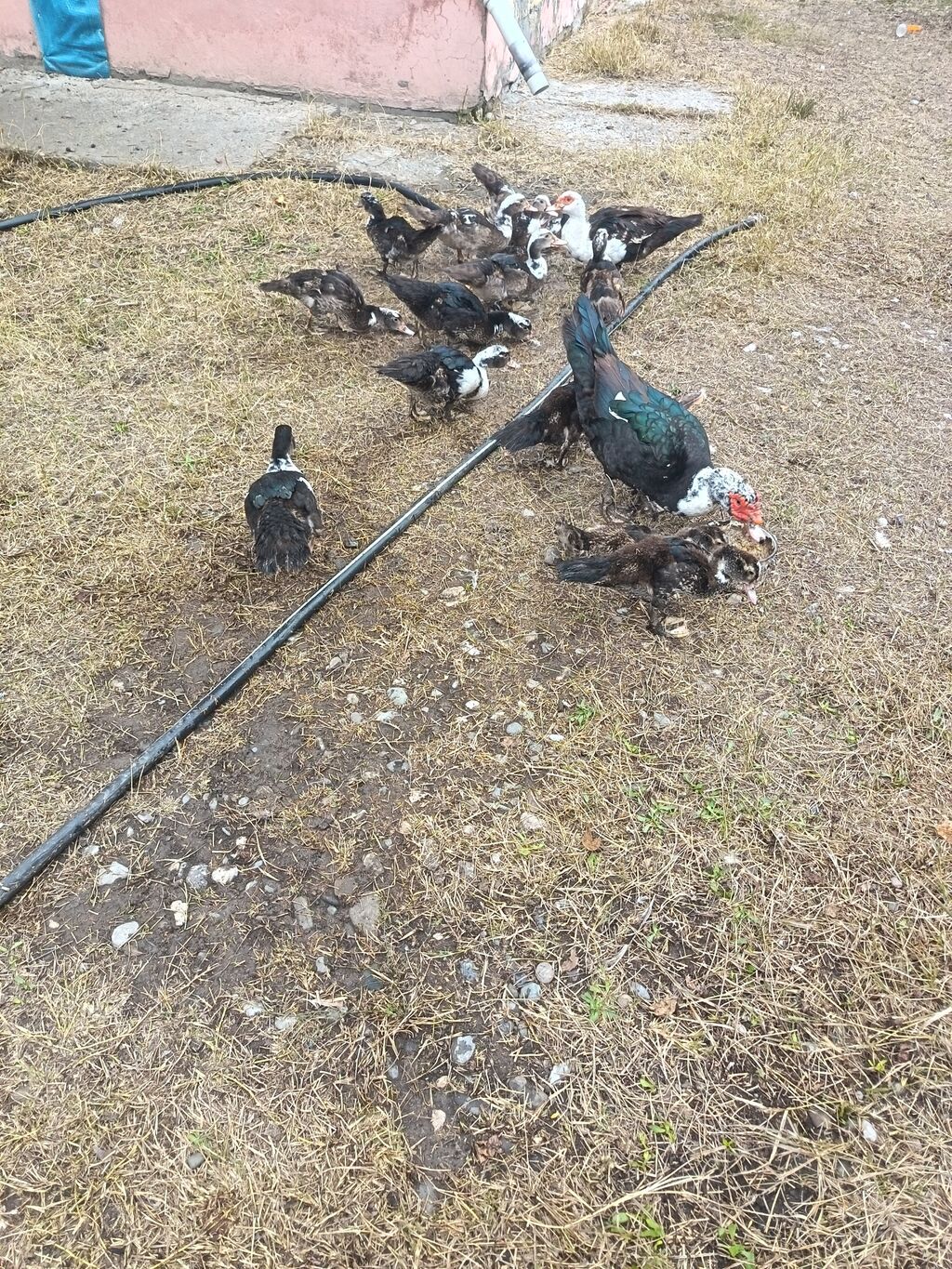 Muscovy ördəkləri (indo-ördəklər) – qarışıq rənglərdə sürü — Digərləri, Ağdam (4)