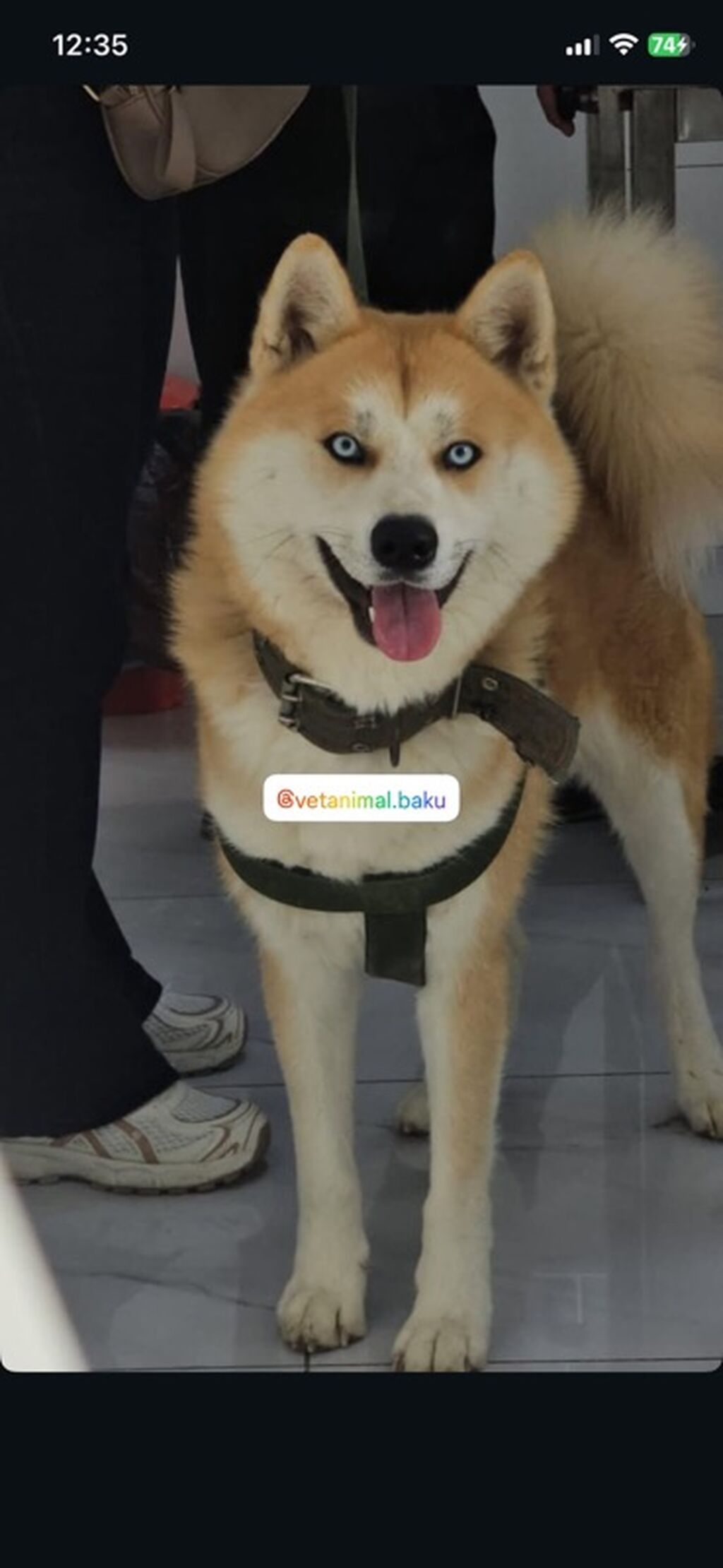 Akita-inu, 2 il, Erkək, Peyvəndli — Köpəklər, Bakı (3)
