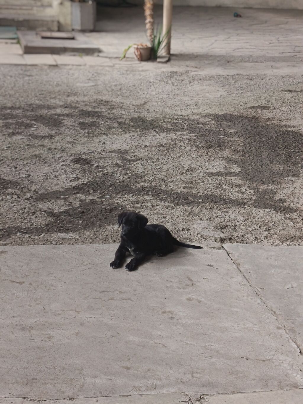 Labrador-retriver, 2 ay, Erkək, Peyvəndli — Köpəklər, Ağstafa