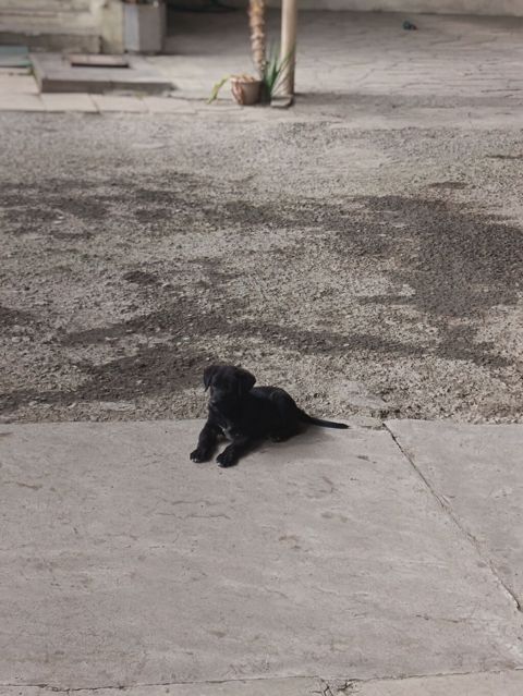 Labrador-retriver, 2 ay, Erkək, Peyvəndli — Ağstafa