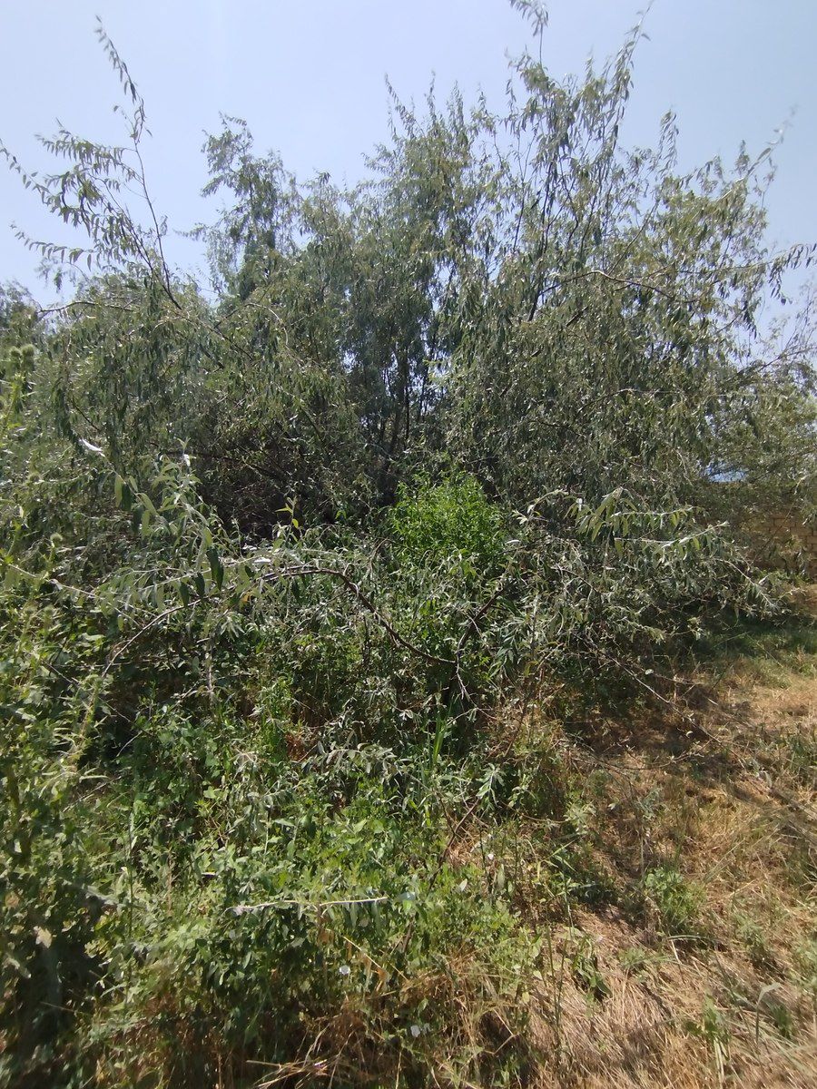 Satılır torpaq 20 sot — Torpaq, Bakı (8)