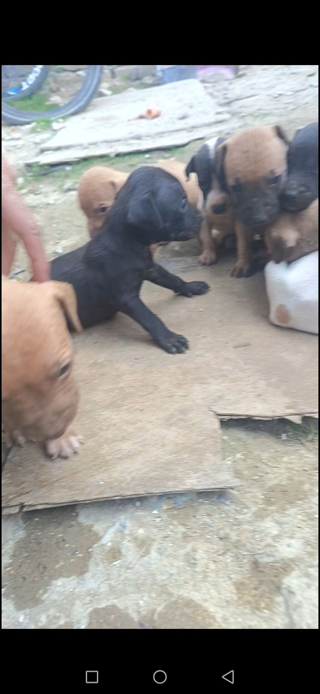 Pitbul, 1 ay, Erkək, Ödənişli çatdırılma — Köpəklər, Bakı (4)