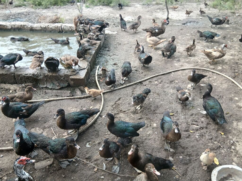 Erkək, Lal ördək, Damazlıq — Digərləri, Sabirabad (6)