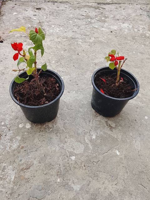 Salviya (Salvia) — dalamazkimilər (Lamiaceae) fəsiləsinə aid edilən — Bakı