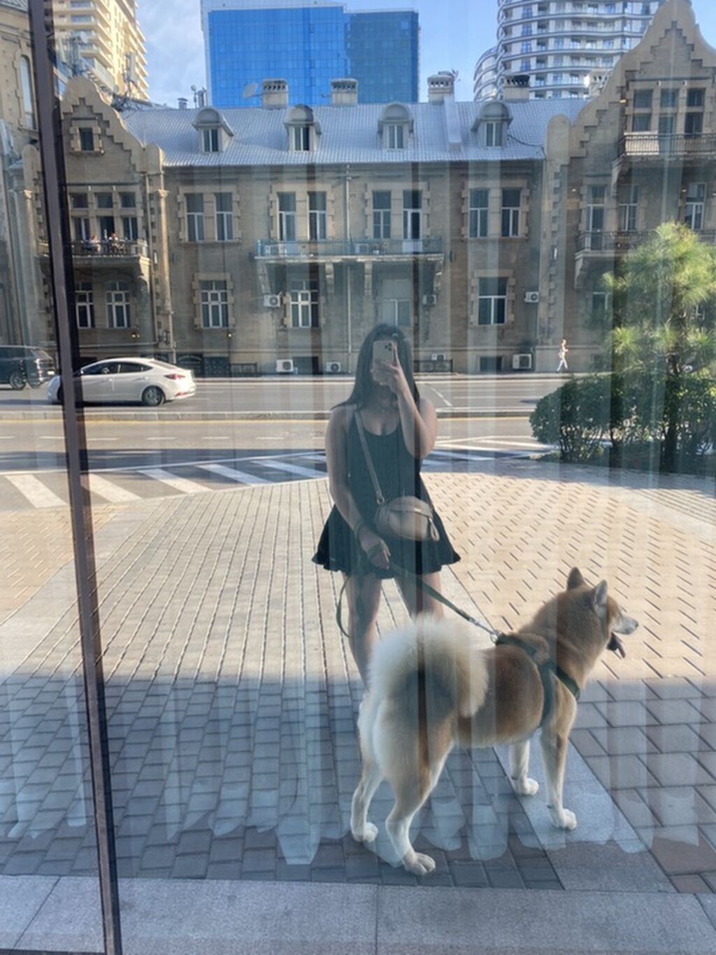 Akita-inu, 2 il, Erkək, Peyvəndli — Köpəklər, Bakı (2)