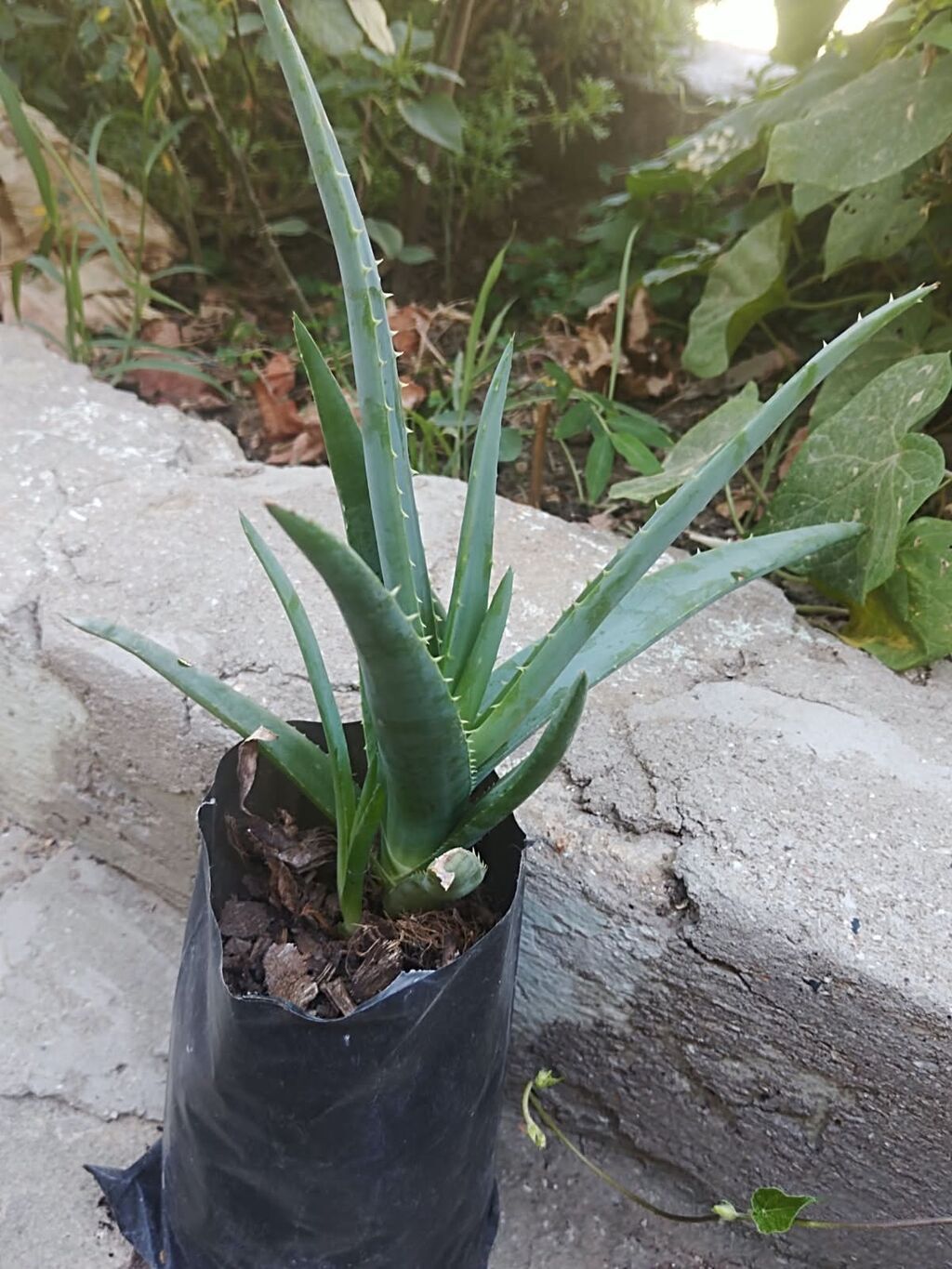 Otaq bitkiləri fidanları – torflu polietilen torbalarda Mövcud — Qapı bitkələri, Qobustan (6)