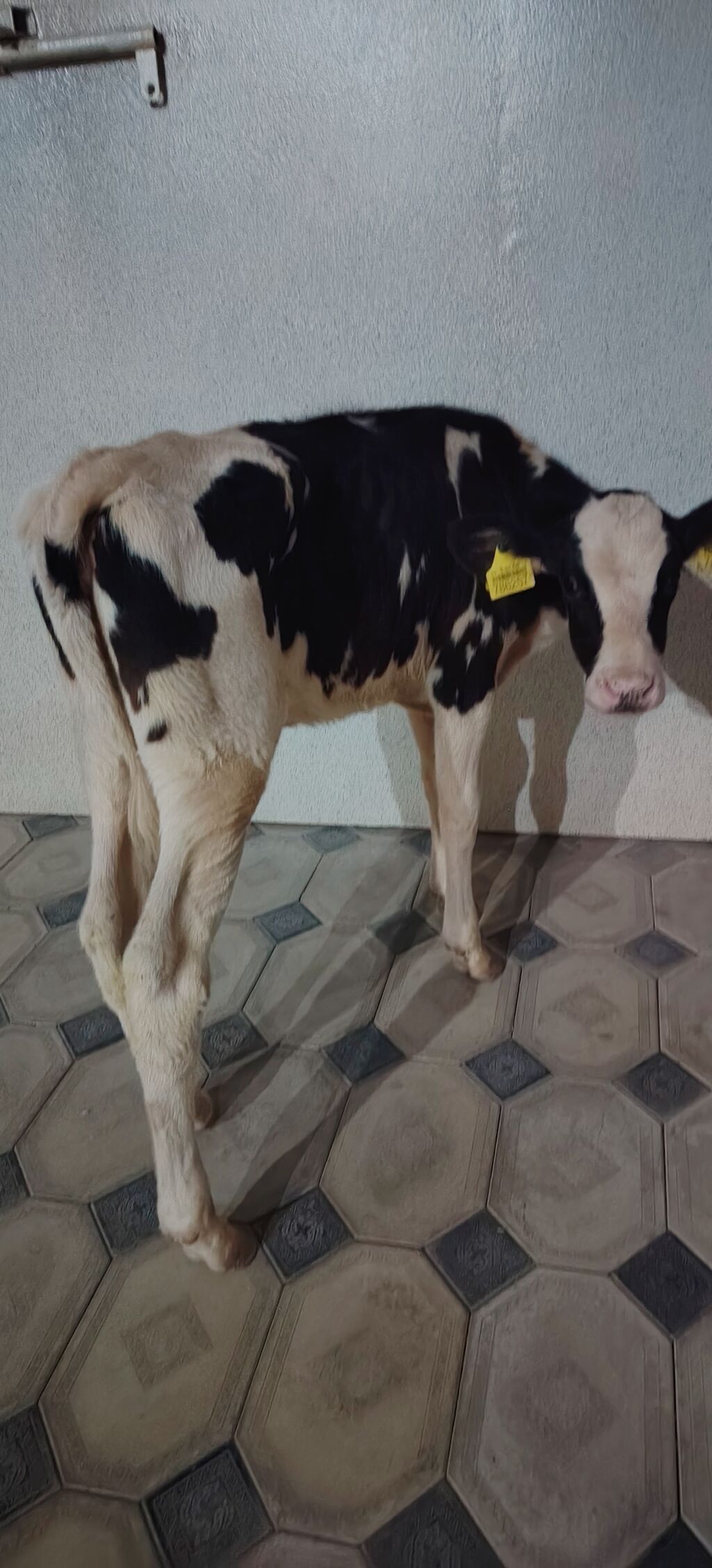 Dana, buzov, Dişi, Holsteyn, Simental, ay: 1, 85 kq, Damazlıq, Südlük, Ətlik — Kənd təsərrüfatı heyvanları, Ağdaş (5)