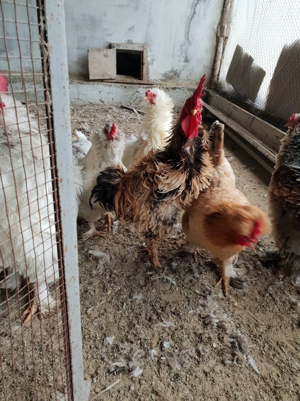 Toyuq, Damazlıq, Ünvandan götürmə — Toyuq və xoruz, Bakı (2)