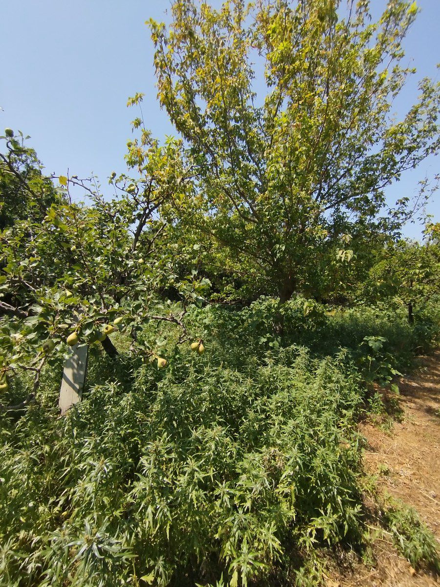 Satılır torpaq 20 sot — Torpaq, Bakı