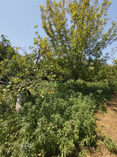Satılır torpaq 20 sot — Bakı