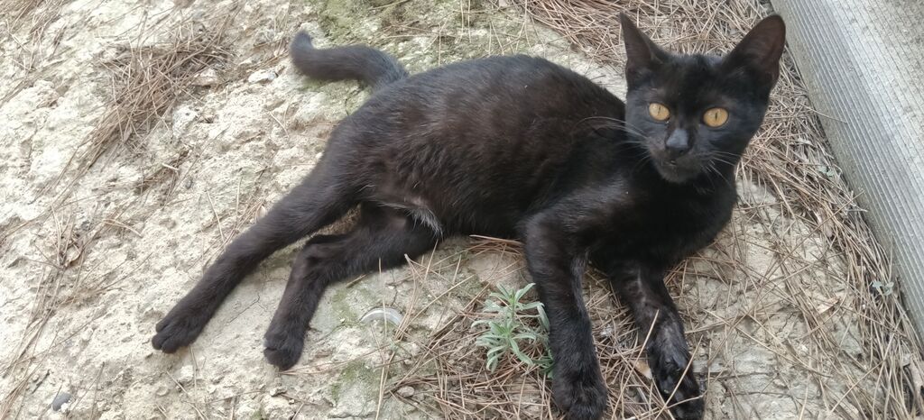 Van, Dişi, Yaxşı əllərə, Ünvandan götürmə — Pişiklər, Masazır (8)