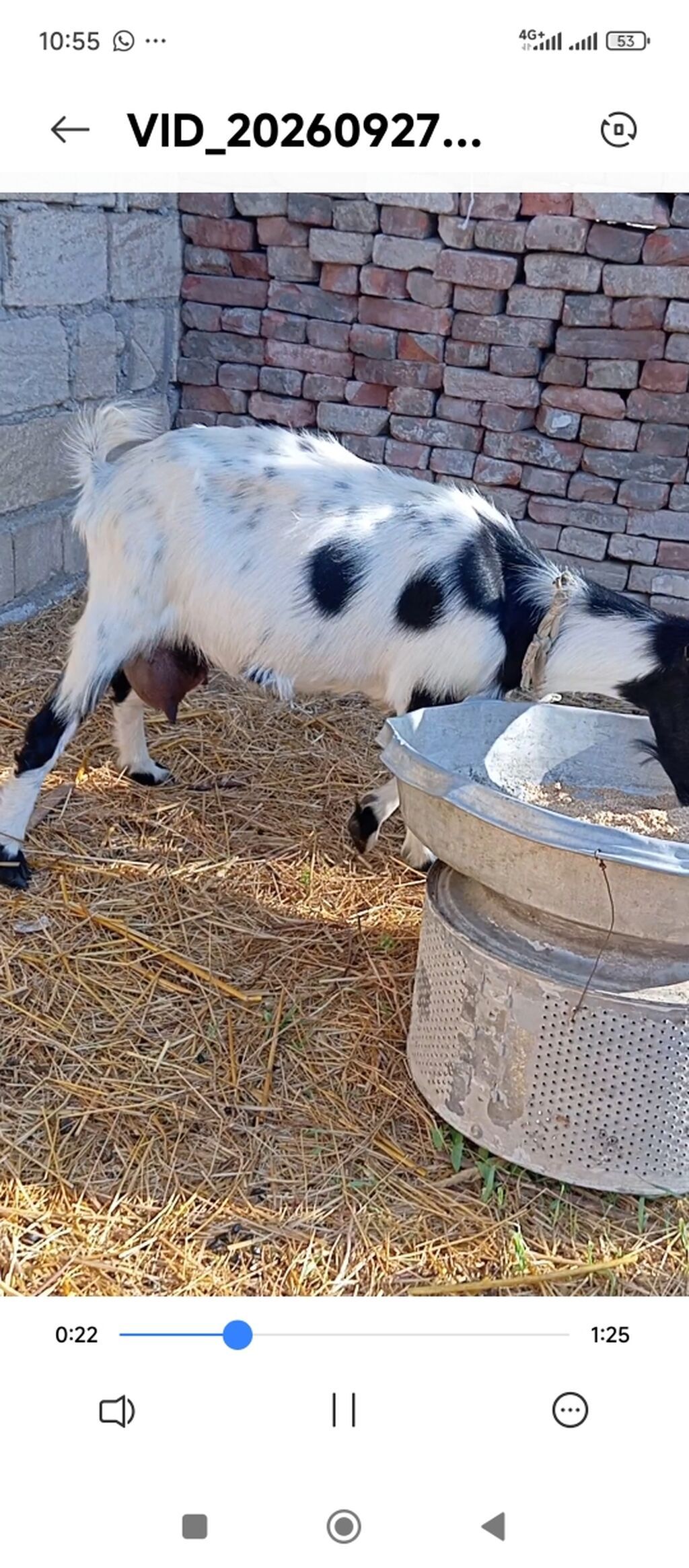 Südlük və damazlıq keçilər - Bir neçə baş keçi təsvir olunur: qara — Kənd təsərrüfatı heyvanları, Bakı (5)
