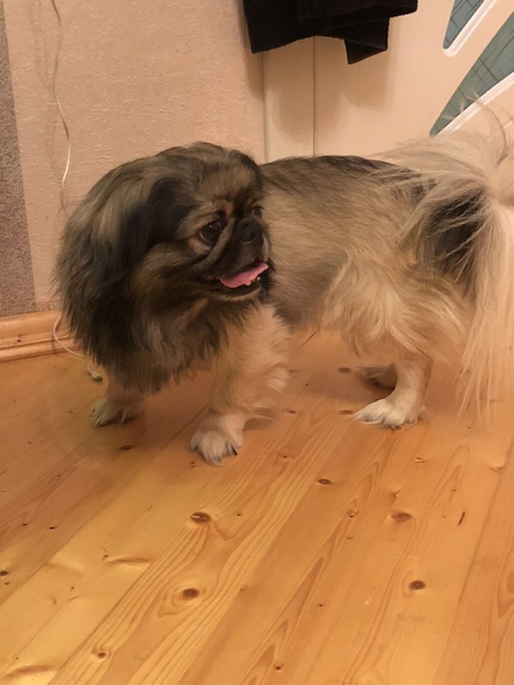 Pekines, 3 il, Erkək, Sənədli, Ünvandan götürmə — Köpəklər, Masazır