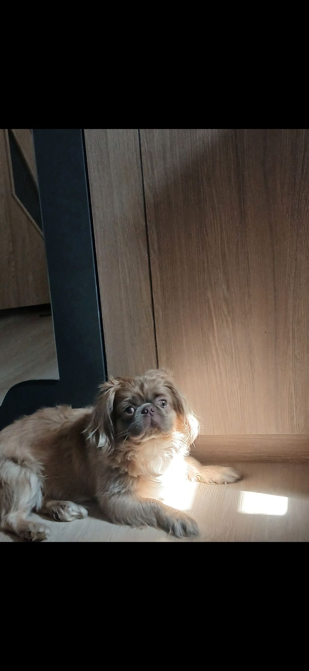 Pekines — Köpəklər, Gəncə (2)