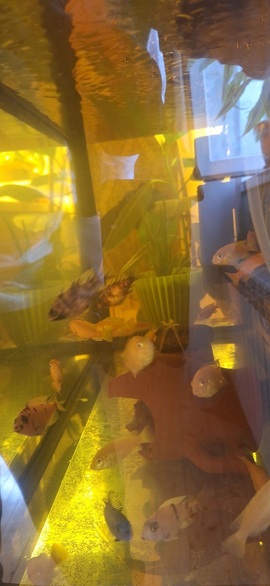 Dördbucaq akvarium, Balıqlarla birlikdə, 96 l, Ünvandan götürmə — Akvariumlar və balıqlar, Bakı (5)