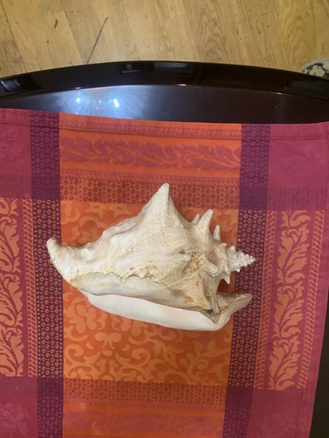 Dekorativ dəniz ilbizinin qabığı (konx) - Material: təbii dəniz — Bakı