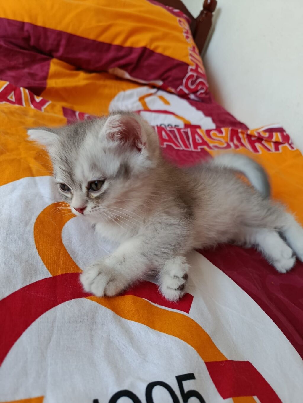 Şinşilla, Yaxşı əllərə — Pişiklər, Bakı (4)