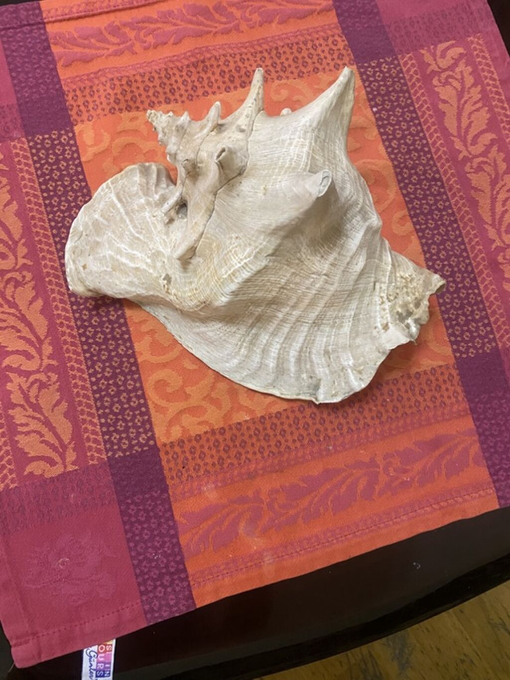Dekorativ dəniz ilbizinin qabığı (konx) - Material: təbii dəniz — Digər, Bakı (3)