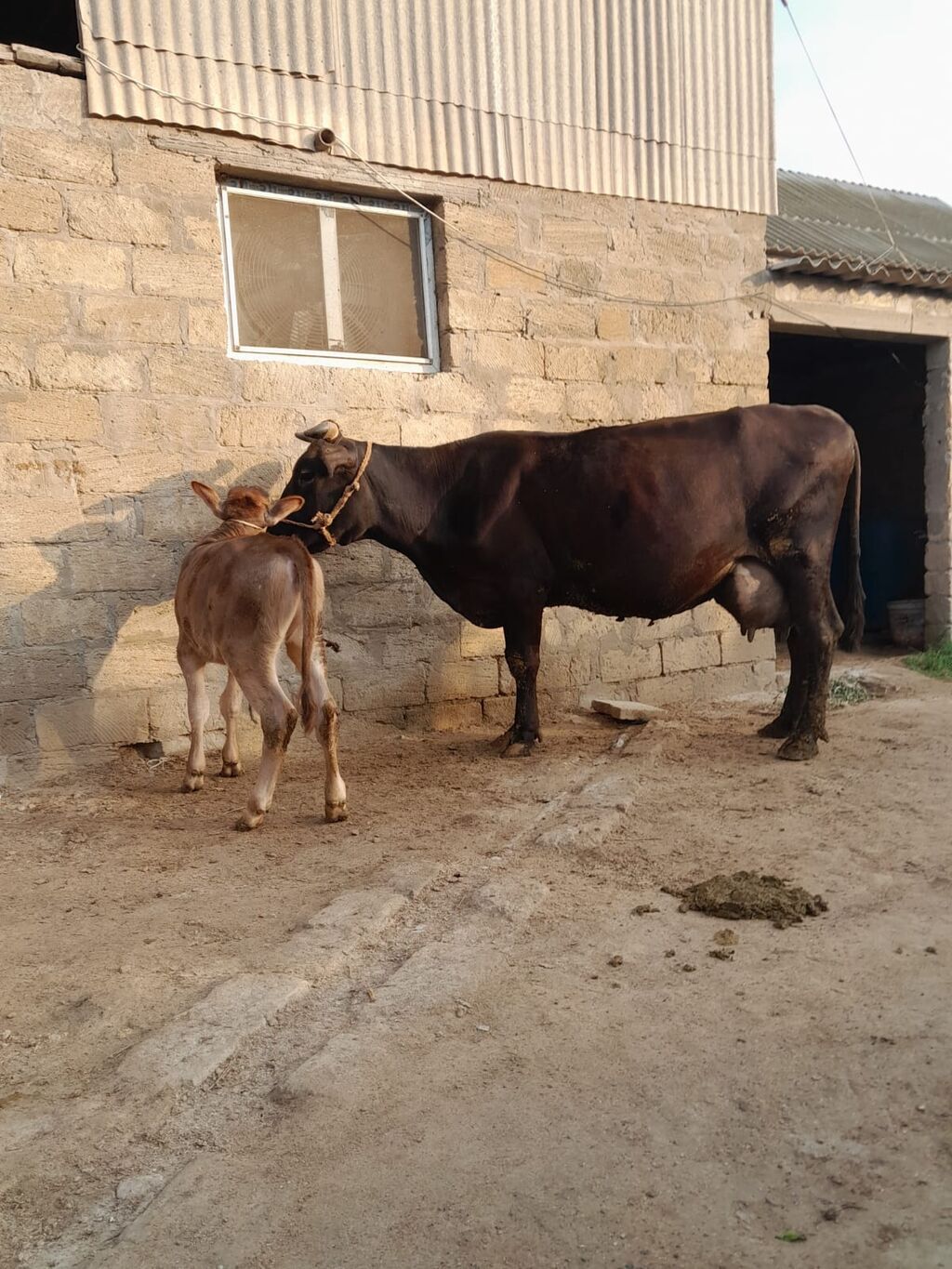 22 litir sud verir 3 qarni 2 aydi dogdugu — Kənd təsərrüfatı heyvanları, Digah (2)