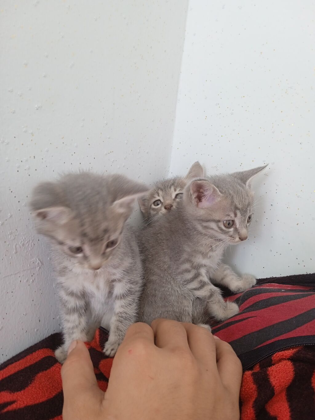 Tabbi, Erkək, Yaxşı əllərə, Ünvandan götürmə — Pişiklər, Bakı