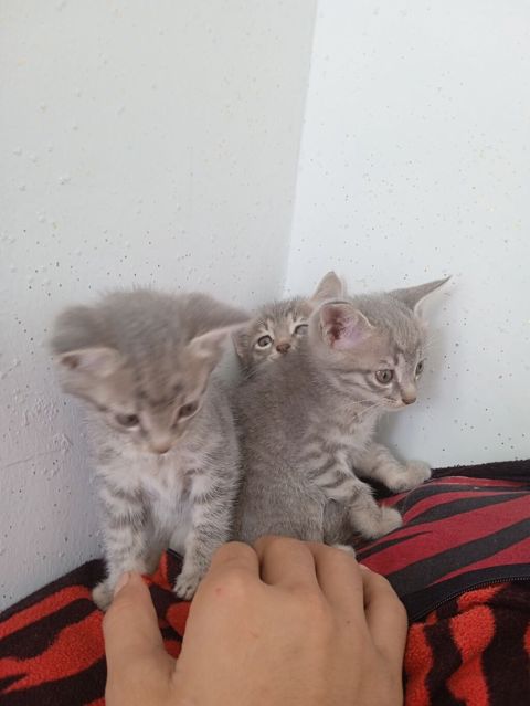 Tabbi, Erkək, Yaxşı əllərə, Ünvandan götürmə — Bakı