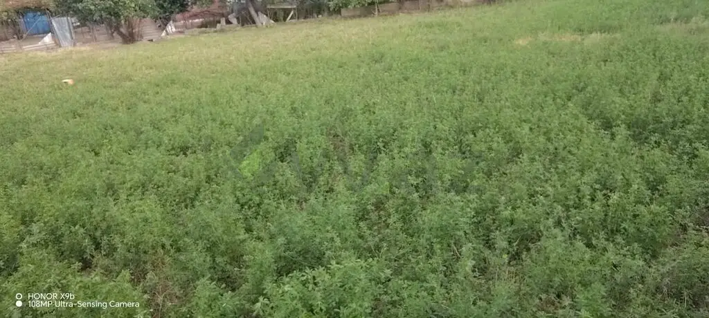 10 sot Torpaq Satılır, Saatlı — Torpaq, Saatlı (10)