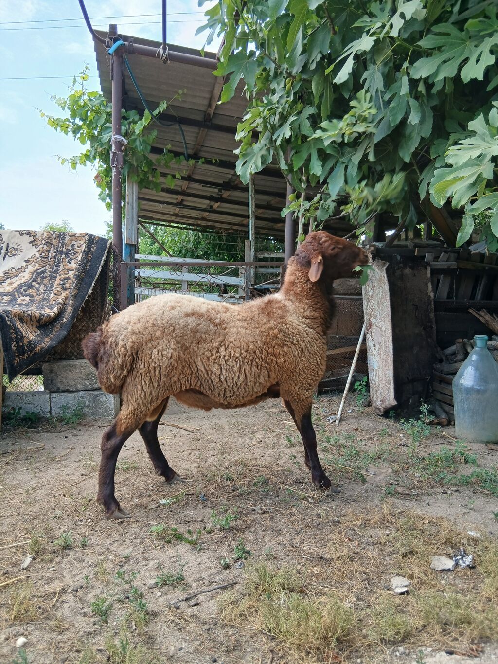 Salam damazdığ cins qoç satıram 2 yaşı var heyvanın.heyvan yaxşı — Kənd təsərrüfatı heyvanları, Digah (5)
