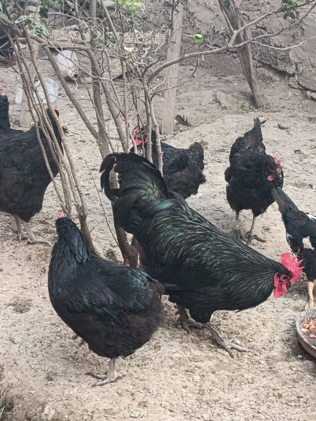 Toyuq, Yumurtalıq — Toyuq və xoruz, Digah (9)