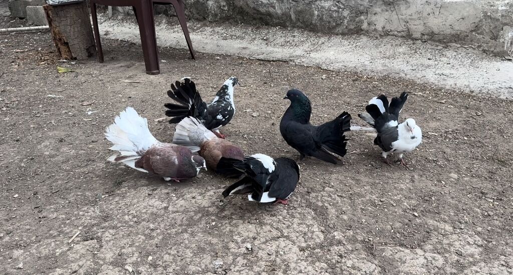 6 -30 — Göyərçin, Göytəpə (2)