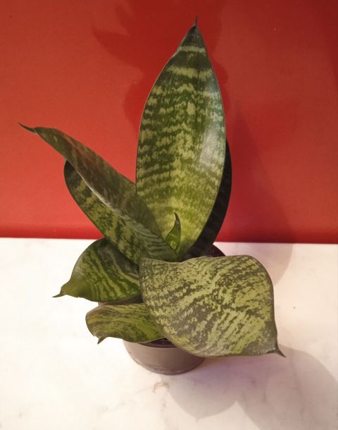 Sansevieria “Hahnii” (Qıvrım ilan bitkisi) – kompakt otaq bitkisi — Bakı