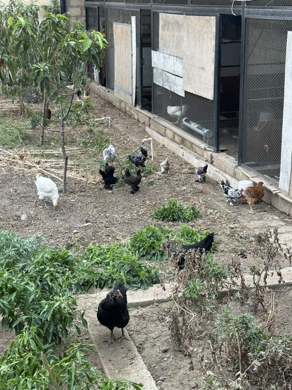 Yapon toyuq və xoruzları Damazlıqdır və yumurta verir. Hazırda 30 — Toyuq və xoruz, Gəncə (2)