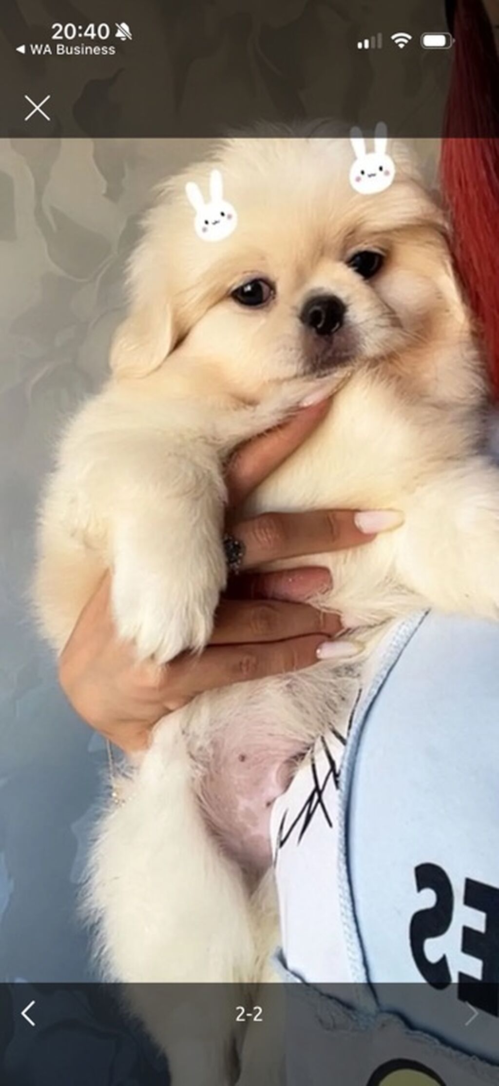 Pekines — Köpəklər, Bakı (4)