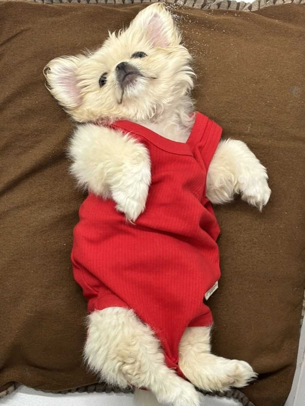 Reyal alıyıcıya endirim olunacaq Golden Pekinisdi üstündə daşıma — Digər, Bakı (2)